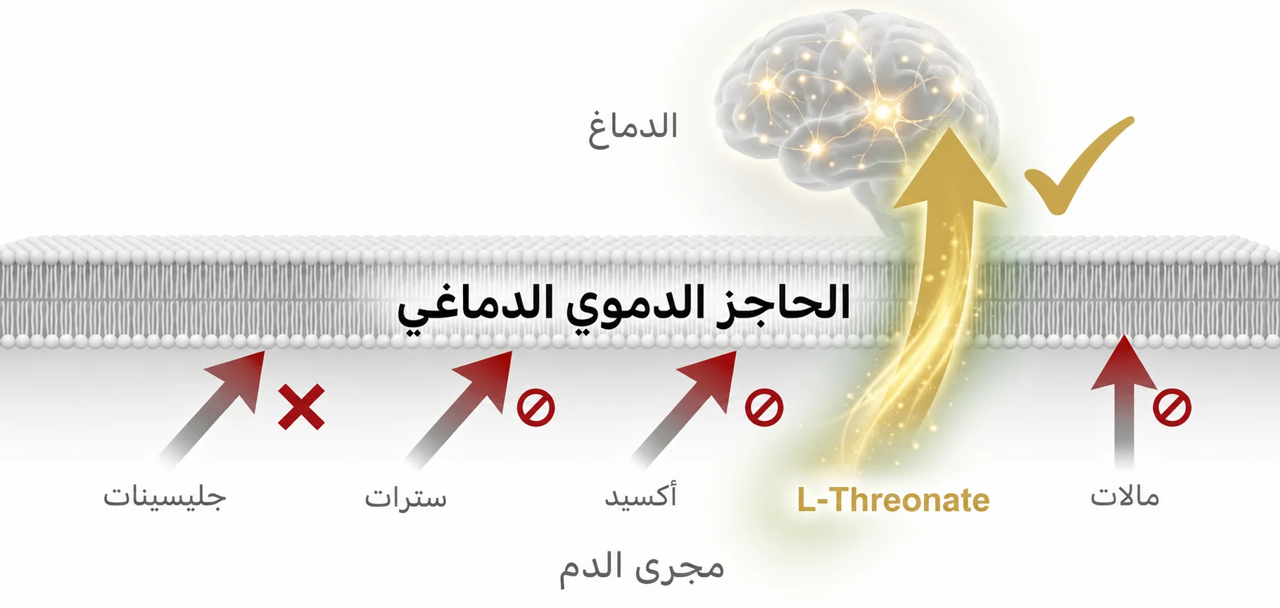 مقارنة عبور أشكال المغنيسيوم للحاجز الدموي الدماغي