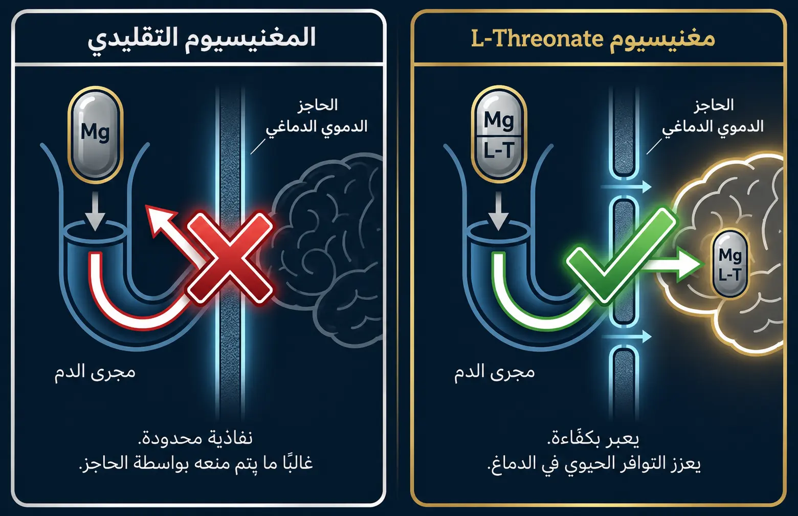 مقارنة المغنيسيوم التقليدي بمغنيسيوم إل-ثريونات